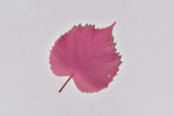 Lindenblatt in pink, herbstliche Einfärbung auf weißem Hintergrund