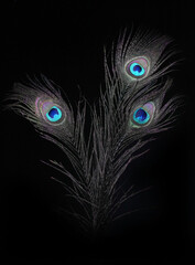 Obraz premium Pattern of peacock feathers on a black background
