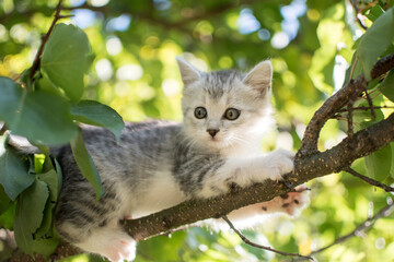 Cute cat is lying on the tree ,Little kitten on a branch a natural green background ,The eyes of mammals are looking.