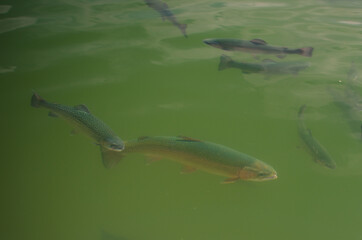 trout in a mountain lake