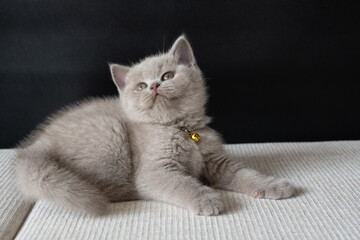 British Shorthair lilac cat, cute and beautiful kitten, sitting on a white cushion on a black background, playing naughty and looking up.