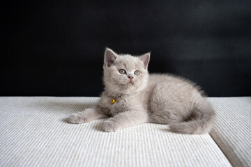 British Shorthair lilac cat, cute and beautiful kitten, sitting on a white cushion on a black background, playing naughty and looking up.