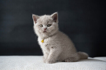 The British Shorthair lilac cat, a cute and beautiful kitten, is sitting on a white cushion on a black background and looking straight.