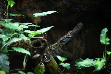 Close up Varanus salvator is a reptile in South Asia. The skin is covered with convex scales. Perched on a tree in a moist forest with trees and moss.
