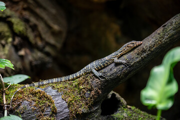 Close up Varanus salvator is a reptile in South Asia. The skin is covered with convex scales. Perched on a tree in a moist forest with trees and moss.
