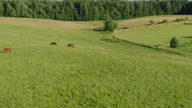 Aerial panorama footage of horses grazing on the green field in slow motion