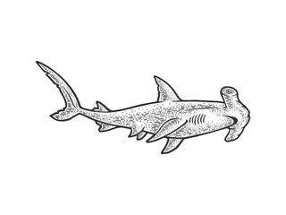 Hammerhead shark sketch raster illustration - obrazy, fototapety, plakaty