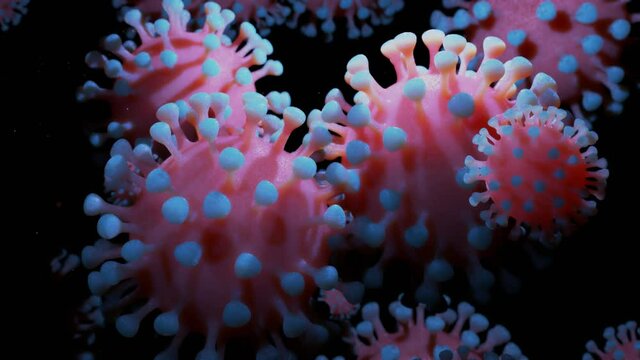 close-up coronavirus type covid-19, h1n1, bird flu or swine flu move smoothly in fluid 3d representation of virus as microbiological microscopic looped background. Red blue gradient 5