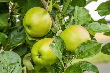 three ripe green apple fruits hanging on tree ready to pick