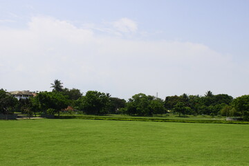 green grass and blue sky - Wallpaper/Background