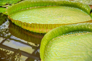 Giant green Victoria Amazonica on the water surface. Large aquatic tropical plant of the...