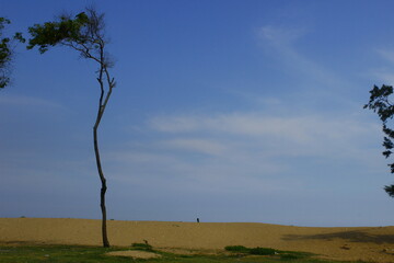 Tree in the field - Wallpaper/Background