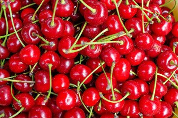 Harvest of bright red cherries