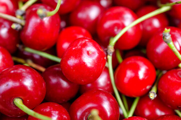 Harvest of bright red cherries