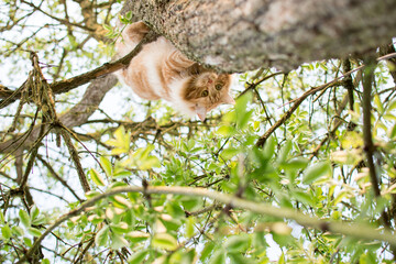 Cute cat is lying on the tree ,Little kitten on a branch ,Cute pets have ginger color on a natural green background.