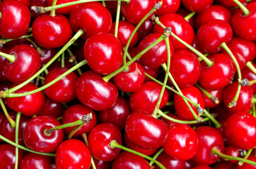 Harvest of bright red cherries