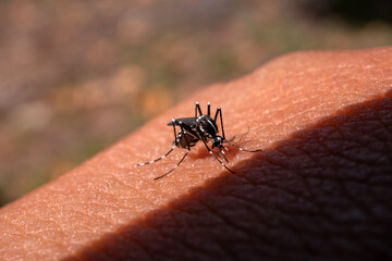 Mosquitos bite and feeding blood on wrinkle skin. Aedes mosquitoes bring dengue disease. Mosquitos sucking blood. select focus.