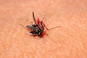 Mosquito dangerous villain destroys lives.Macro of killed mosquito with blood on the human skin