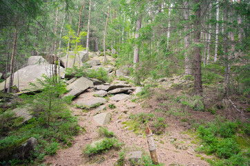 tree in the mountains