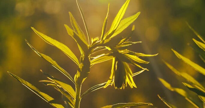Slow motion video of a glade of beautiful yellow flowers in the Leningrad region on a sunny summer day. Goldenrod Canadian. Solid&aacute;go canad&eacute;nsis