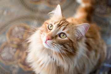 hairy red cat is sitting on the old patterned tiles