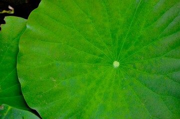 lotus leaf background