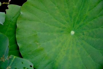 lotus leaf 