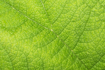 Burdock leaf texture. Vibrant color green nature eco pattern. Leaf vein structure background. Wild growing plant cells. Foliage backdrop.
