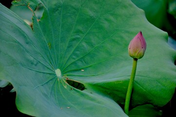 lotus flower and leaf