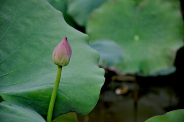 lotus bud and leaf 