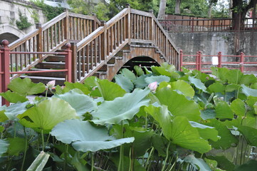 Lotus pond and wooden bridge