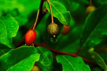 closeup of Berry from the Amelanchier lamarckii, also called juneberry, serviceberry or shadbush, blooming in spring