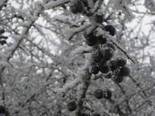 Reife gefrorene Schlehen, Winter, Frost, Eis, Schnee, Beeren, bereit für Gin, 