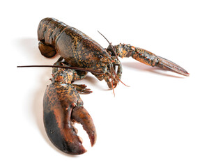 Fresh lobster isolated from white background