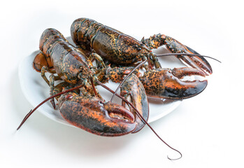 Two fresh lobsters on a white plate isolated from the background