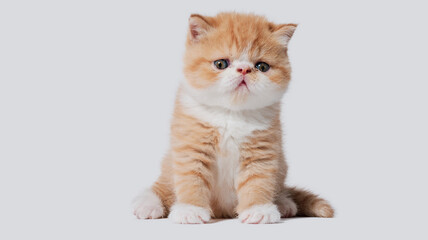 white and orange young exotic persian cat on isolated white background
