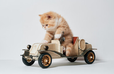 cute little cat playing with a car toy in isolated white background