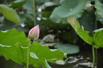 lotus in virgin