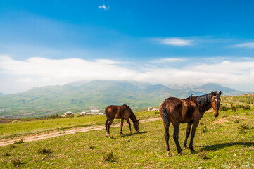 Fototapeta na wymiar Two horses graze on lawn among the mountains
