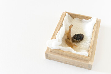 木の箱に入ったへその緒