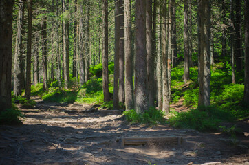 Fototapeta premium footpath in the forest
