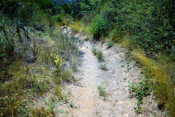 Forest trail, woodland and vegetation, shadows and glades