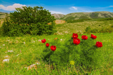 Meadow with green grass and red poppy flowers