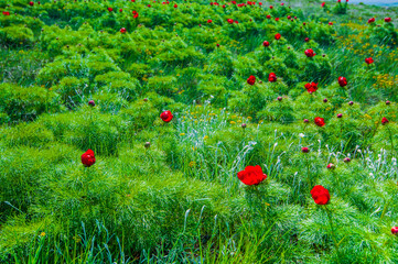 Meadow with green grass and red poppy flowers