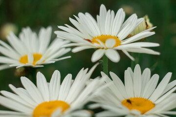 Obraz premium daisy in a garden
