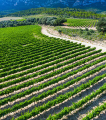 Landscape of vineyards and forest in the Sierra de Cantabria from a drone. Leza. Alava Province. Autonomous Community of the Basque Country. Spain. Europe