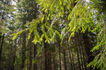 green leaves in the forest