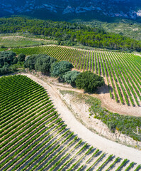 Landscape of vineyards and forest in the Sierra de Cantabria from a drone. Leza. Alava Province. Autonomous Community of the Basque Country. Spain. Europe