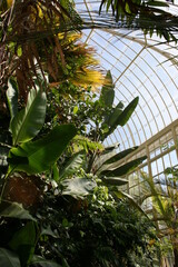 Fototapeta premium palm tree in the tropical garden