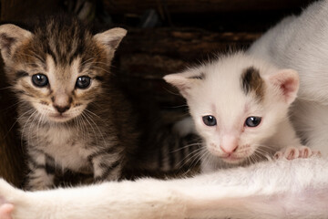Adorable couple of cat puppies